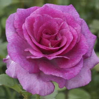 Großblumige Rose Zulu Royal interface.image 3