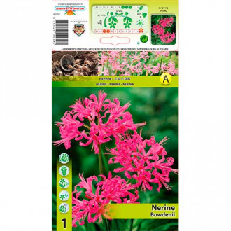 Guernsey-Lilie Pink interface.image 6