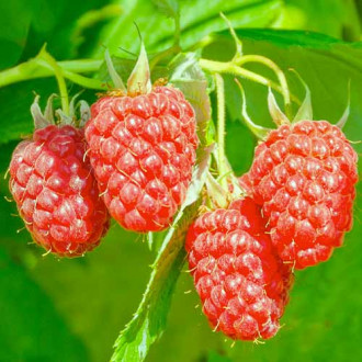 Himbeer-Brombeer Loganberry interface.image 1