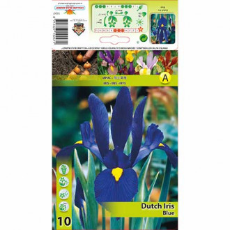 Holländische Iris Blau interface.image 1