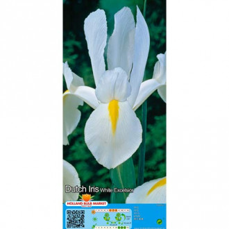 Holländische Iris Weiß interface.image 5