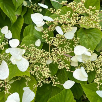 Hydrangea hydr. Burst of Light®, С2 interface.image 5