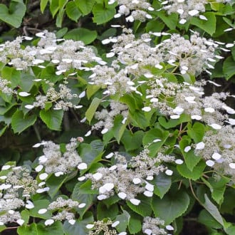 Hydrangea hydr. Moonlight, С2 interface.image 1