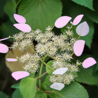 Hydrangea hydr. Roseum, С2 interface.image 3