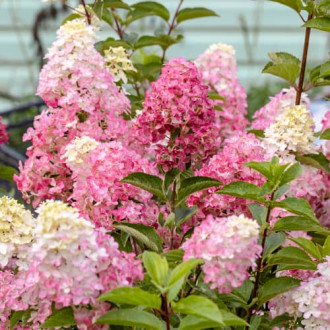 Hydrangea panic. Fraise Melba Renba, С2 interface.image 3