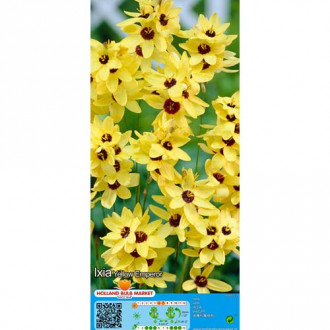 Iksia Yellow Emperor interface.image 4