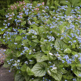 Kaukasus-Vergissmeinnicht (Brunnera) Sea Heart, C3 interface.image 1