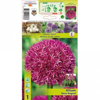 Allium Beau Regard interface.image 4