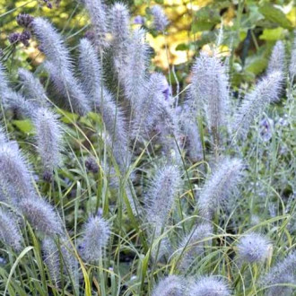 Lampenputzergras (Pennisetum) Moudry, C3 interface.image 1