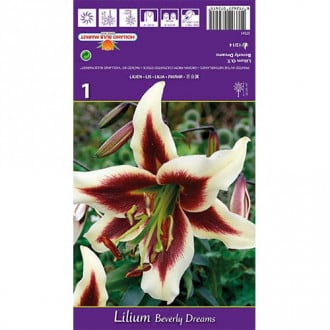Lilie Beverly Dreams interface.image 4