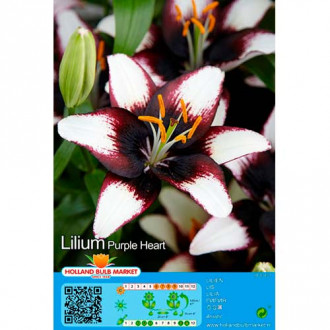 Lilie Purple Heart interface.image 6