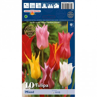 Lilienblütige Tulpe,farbmischung interface.image 6