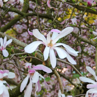 Magnolia Leonard Messel, С2 interface.image 1