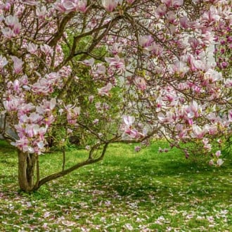 Magnolia Rustica Rubra, С2 interface.image 3