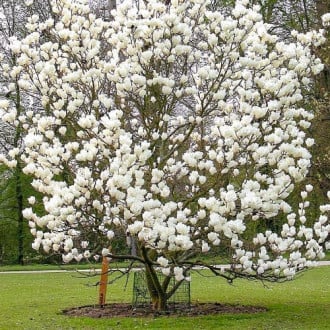 Magnolie Alba Superba interface.image 3