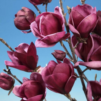Magnolie Felix Jury, P9 interface.image 4