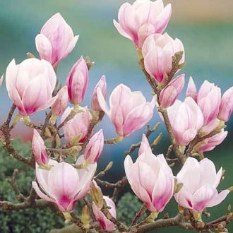 Magnolie Festirose, P9 interface.image 2
