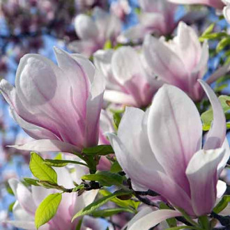 Magnolie Satisfaction, P9 interface.image 3