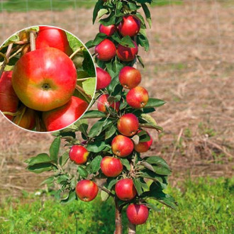 mini Apfel Delegrina®, C2 interface.image 1