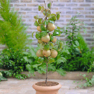 mini Birne GardenPearl® interface.image 3