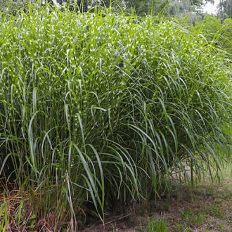 Miscanthus sinensis Little Zebra, С2 interface.image 1