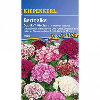 Bartnelke Duplika®, Mischung interface.image 1
