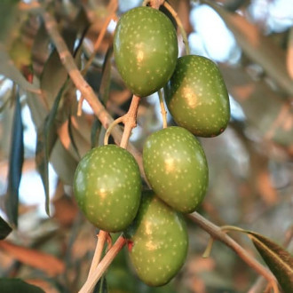 Olivenbaum (Olive) Chalkidikis, C2 interface.image 3