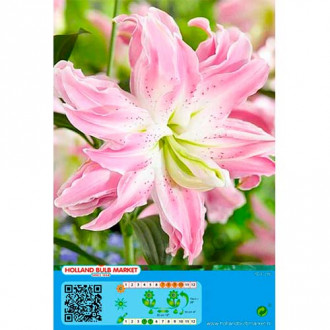 Orientalische Lilie Lotus Elegance interface.image 1