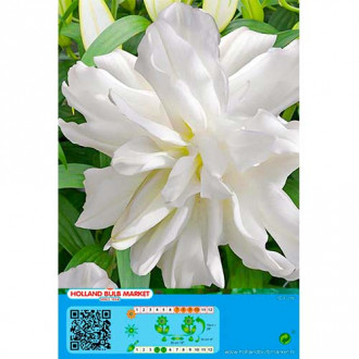 Orientalische Lilie Lotus Ice interface.image 6