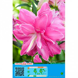 Orientalische Lilie Lotus Wonder interface.image 3