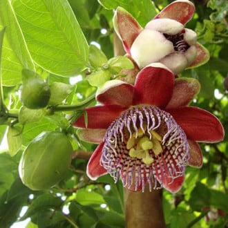 Passionsblume (Passiflora) Alata Red interface.image 5