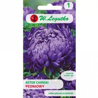 Peonienaster violett Legutko interface.image 1