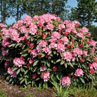 Rhododendron Fantastica interface.image 6