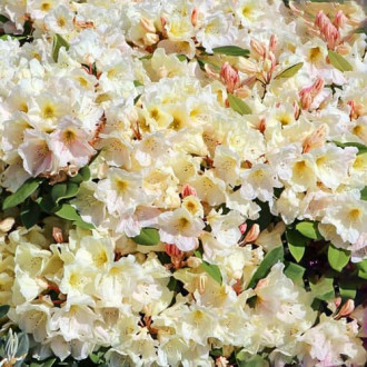 Rhododendron Golden Melody interface.image 1