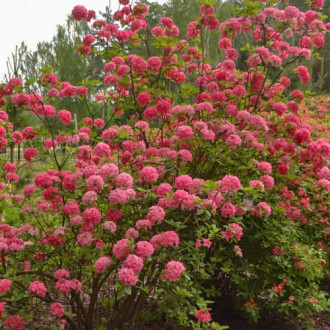 Rhododendron Homebush, С2 interface.image 3