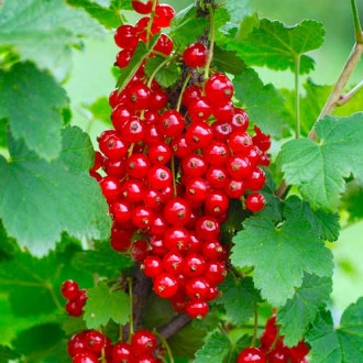 Rote Johannisbeere Rondom interface.image 16