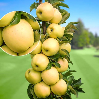 Säulenapfel StarGold®, C2 interface.image 12