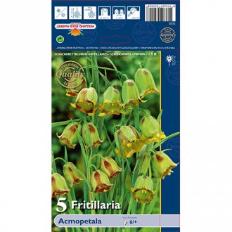 Schachbrettblume (Fritillaria) Acmopetala interface.image 2