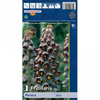 Schachbrettblume (Fritillaria) Perska interface.image 3