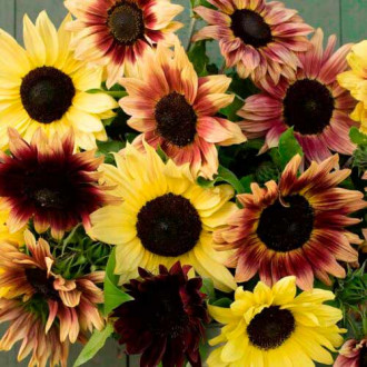 Sonnenblumen Beauty, mix interface.image 4