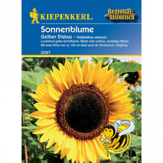Sonnenblume Gelber Diskus interface.image 6