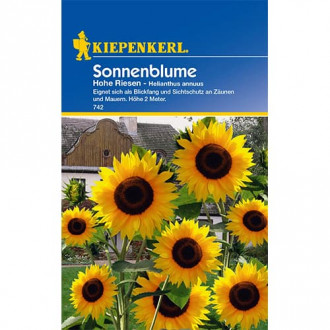 Sonnenblume Hohe Riesen interface.image 5