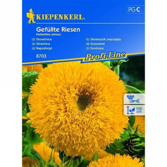 Sonnenblume Gefüllte Riesen Kiepenkerl interface.image 6