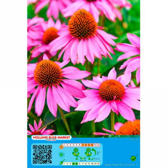 Sonnenhut Pink interface.image 6