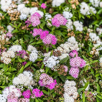 Spiraea japonica Genpei, С2 interface.image 6