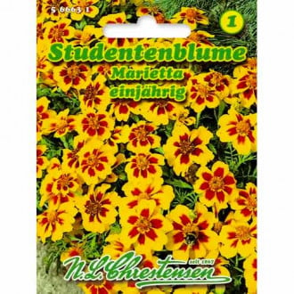 Studentenblume Marietta Chrestensen  interface.image 4