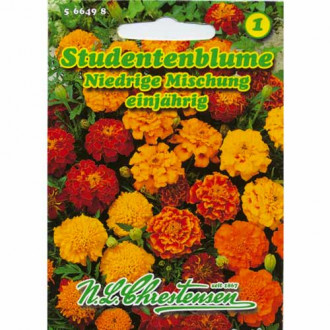 Studentenblume Niedrige Mischung Chrestensen  interface.image 5