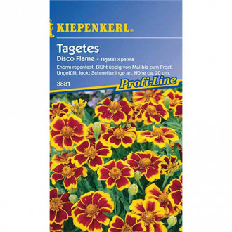 Tagetes Disco Flame interface.image 6