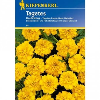 Tagetes Goldzwerg interface.image 2