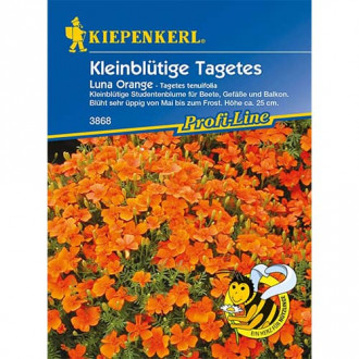 Tagetes Luna Orange Bild 11 Tagetes Luna Orange interface.image 11